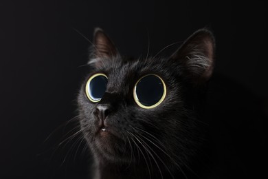 Image of Cute cat with big eyes on black background, closeup. Adorable pet