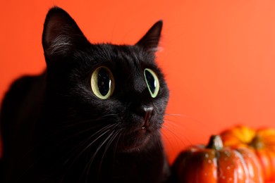 Image of Cute black cat with big eyes and pumpkins on orange background, closeup. Adorable pet