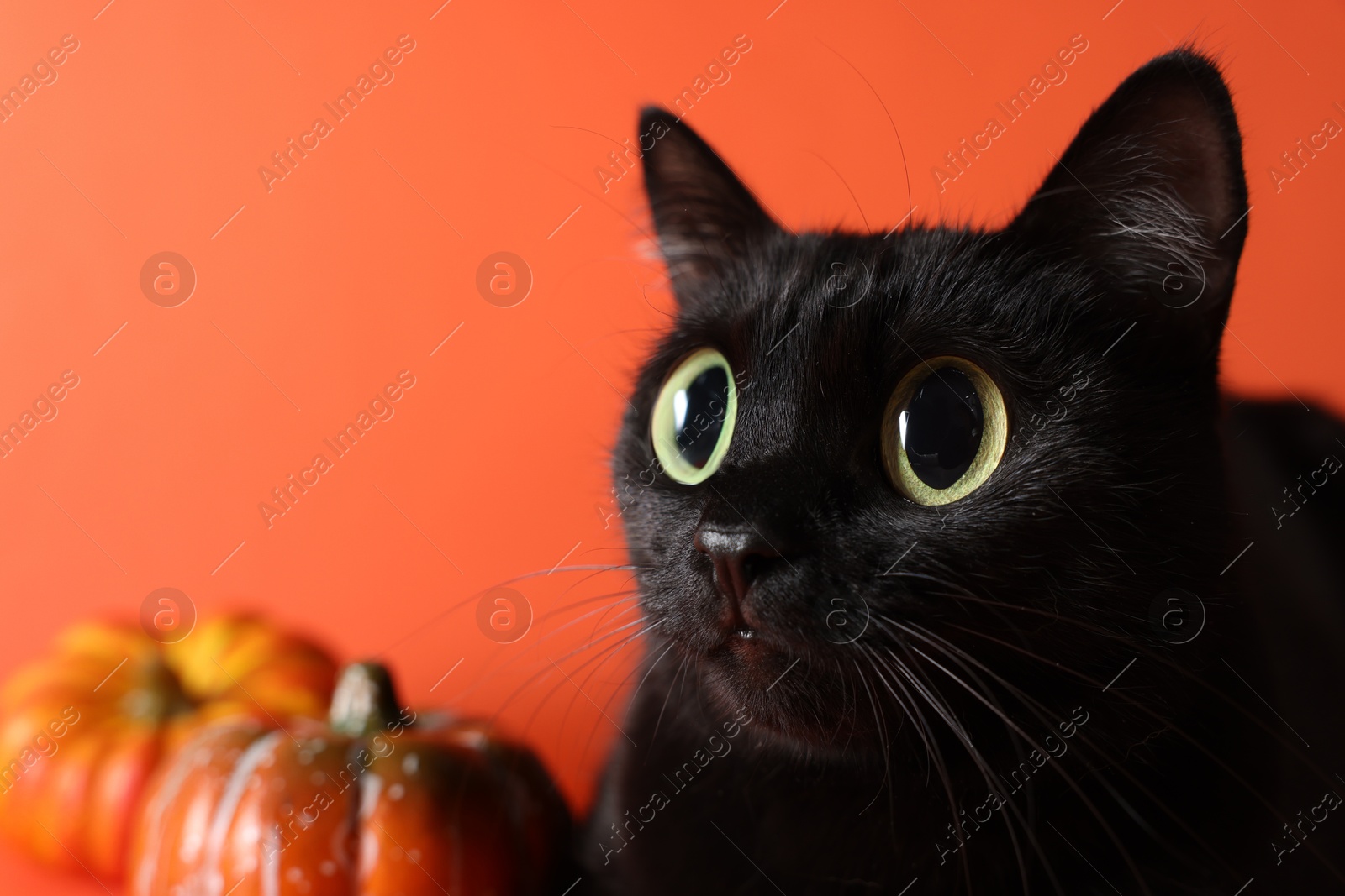 Image of Cute black cat with big eyes and pumpkins on orange background, closeup. Adorable pet