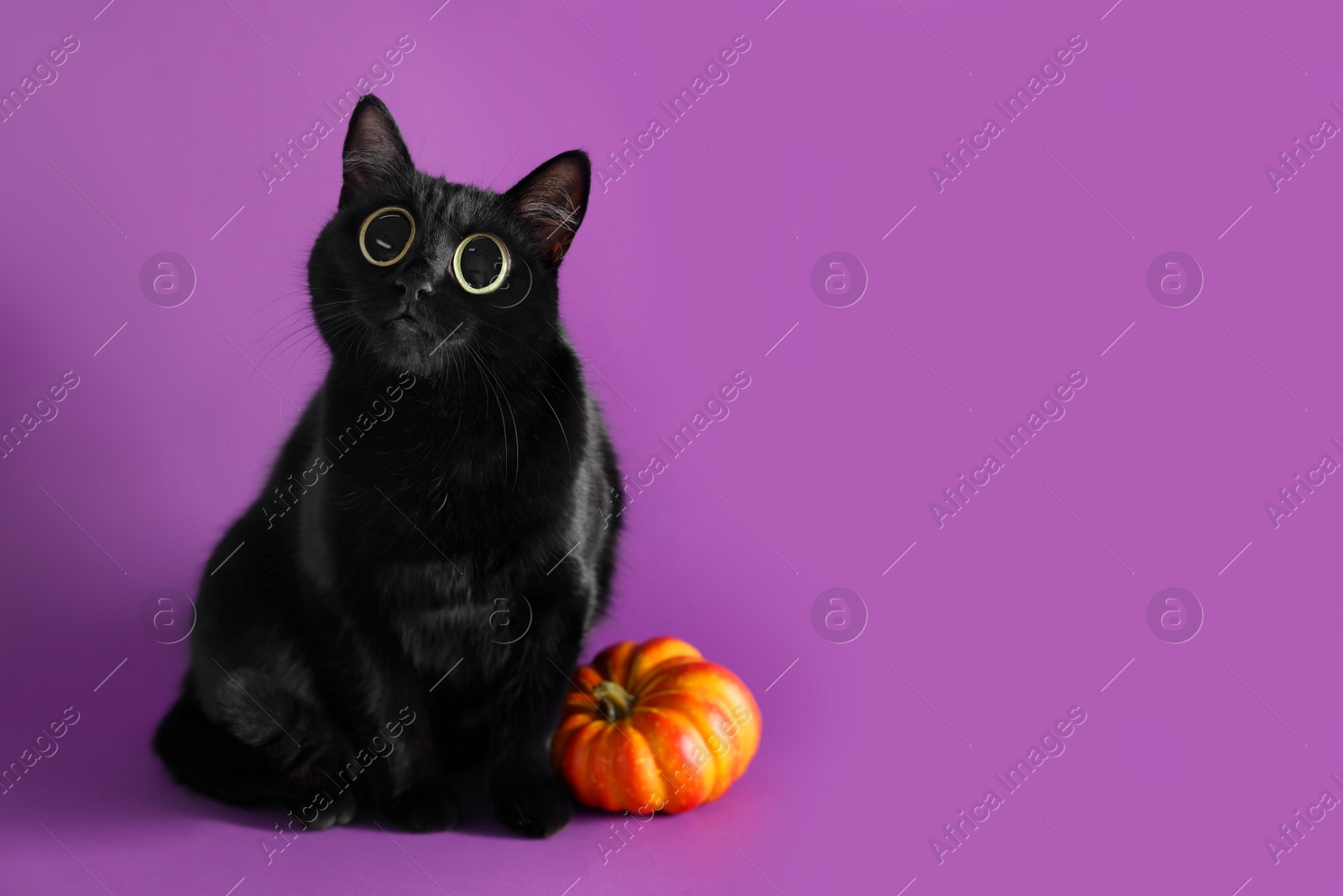 Image of Cute black cat with big eyes and pumpkin on purple background, space for text. Adorable pet