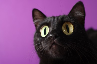 Cute black cat with big eyes on purple background, closeup and space for text. Adorable pet