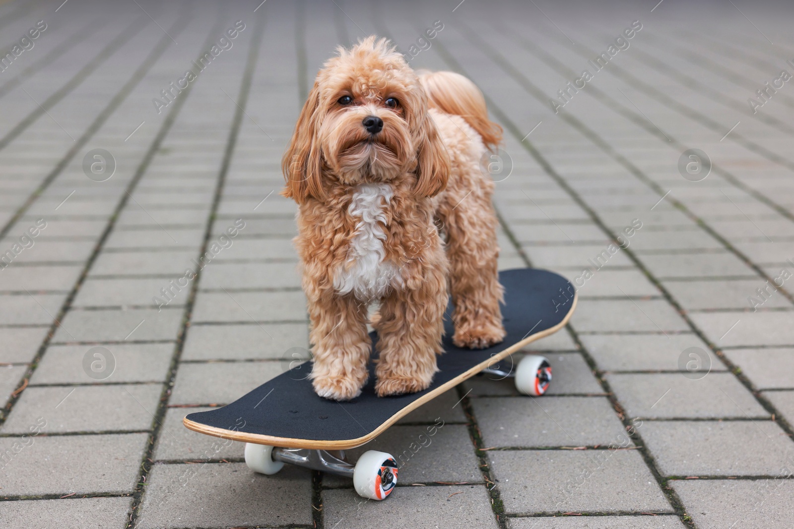 Photo of Cute Maltipoo dog with skateboard on city street