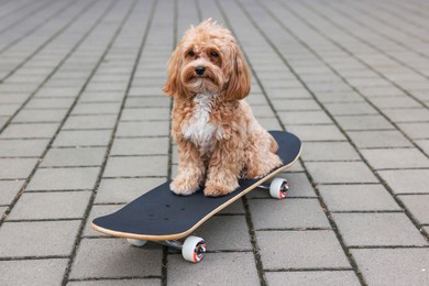 Photo of Cute Maltipoo dog with skateboard on city street