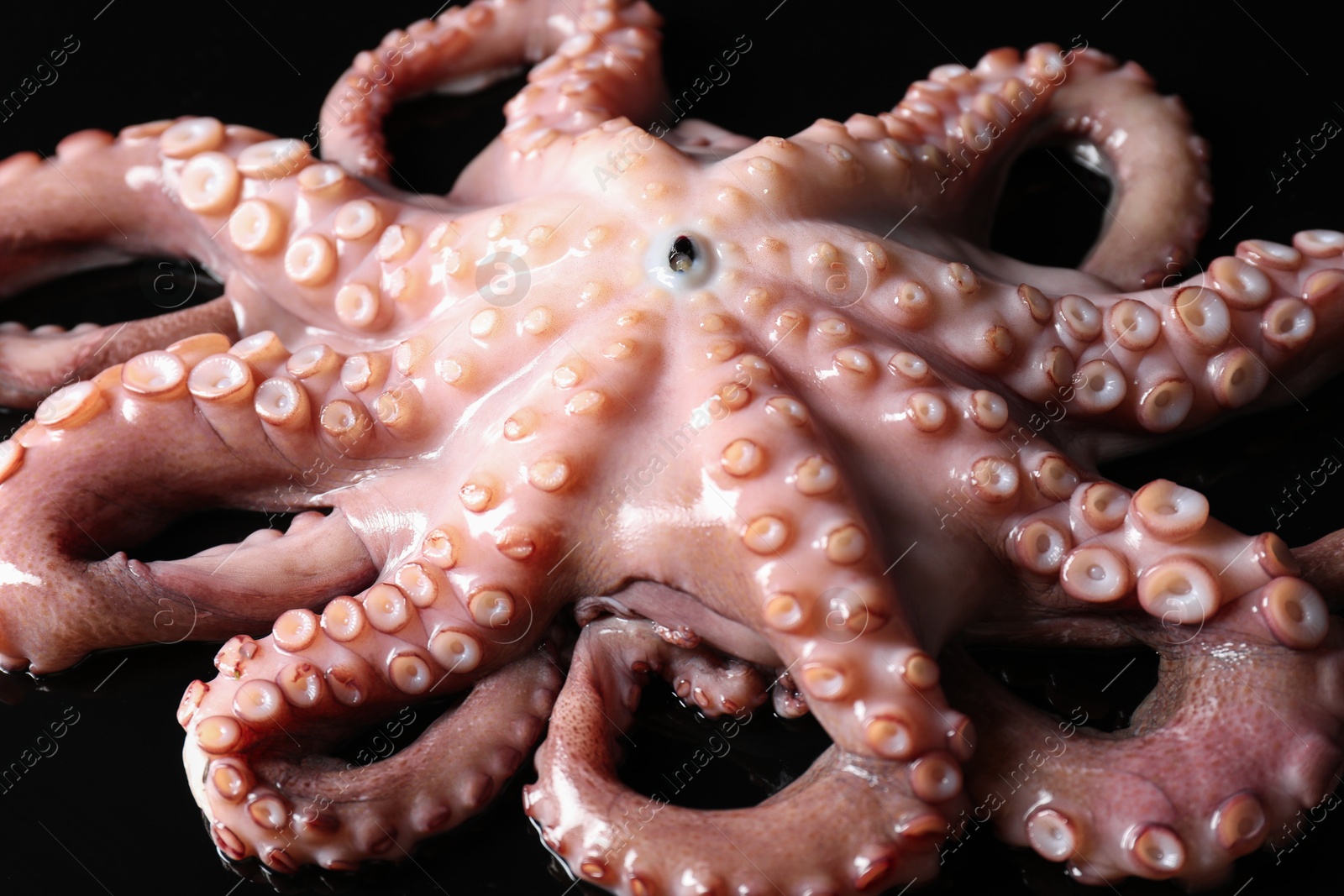 Photo of One fresh raw octopus on black background, closeup