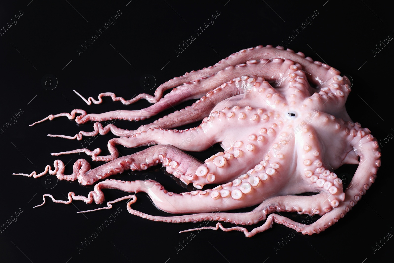 Photo of One fresh raw octopus on black background