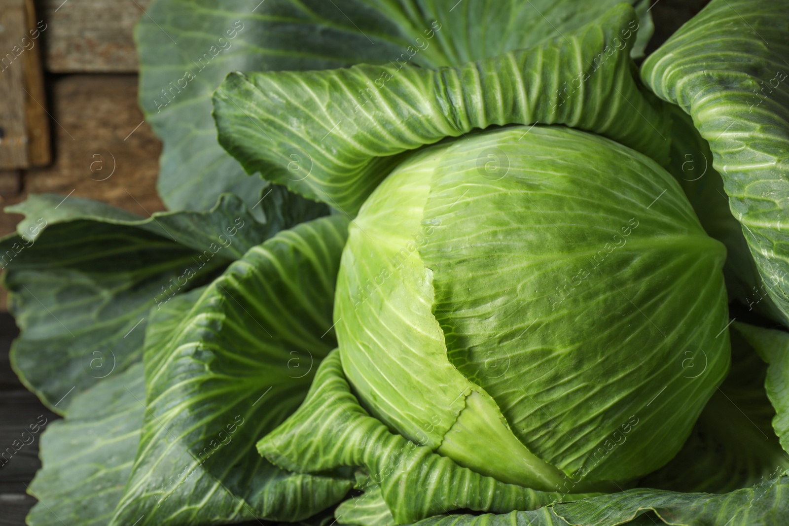 Photo of One ripe head of cabbage on wooden background, closeup