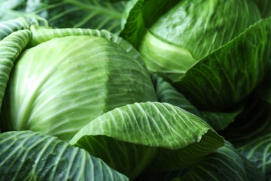 Photo of Ripe heads of cabbages as background, closeup