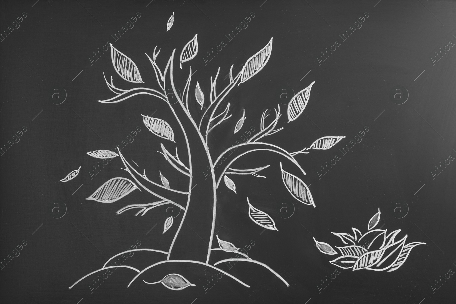 Photo of Beautiful drawing of tree on black chalkboard