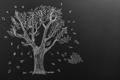 Photo of Beautiful drawing of tree on black chalkboard. Space for text