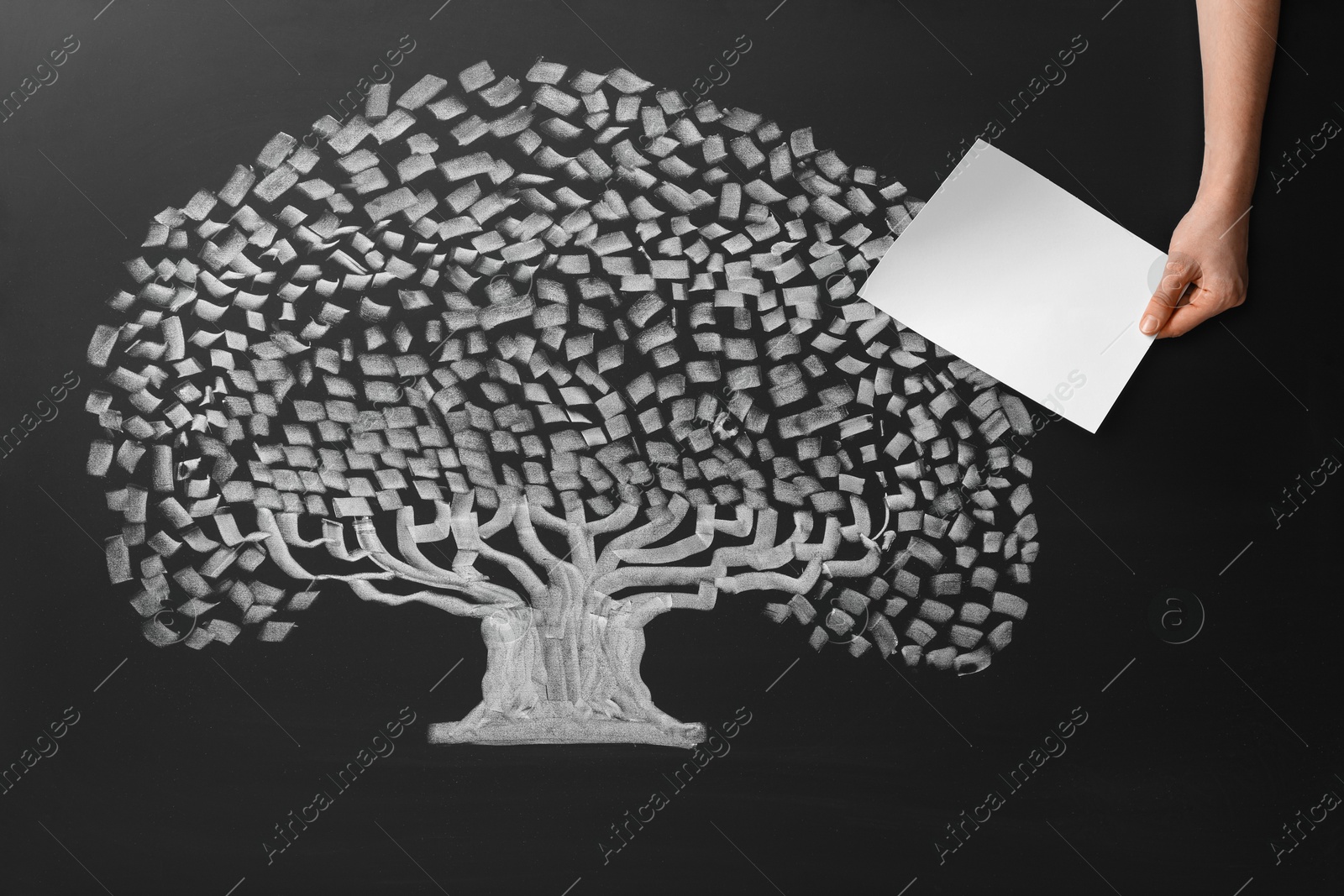 Photo of Woman holding blank paper sheet over chalkboard with tree drawing, closeup