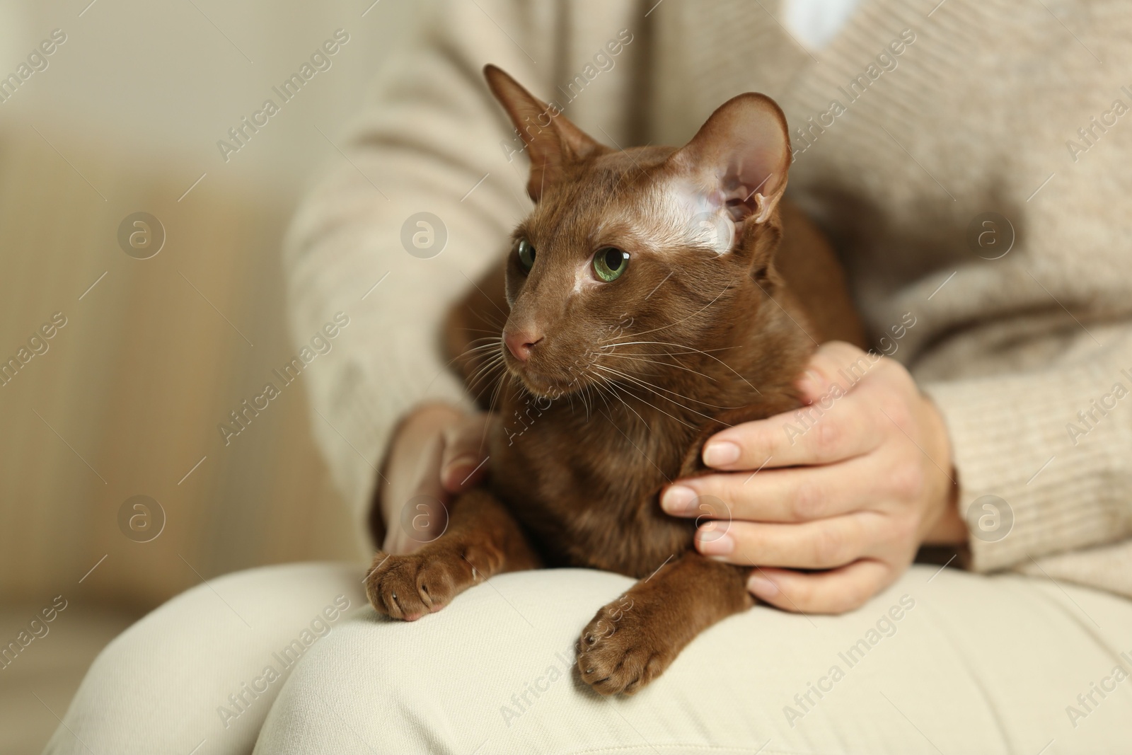 Photo of Woman with cute Oriental Shorthair cat at home, closeup. Adorable pet