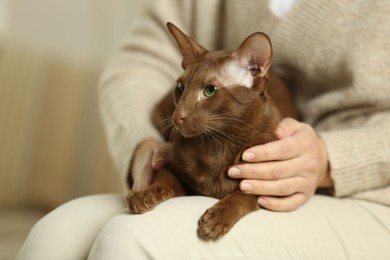 Photo of Woman with cute Oriental Shorthair cat at home, closeup. Adorable pet