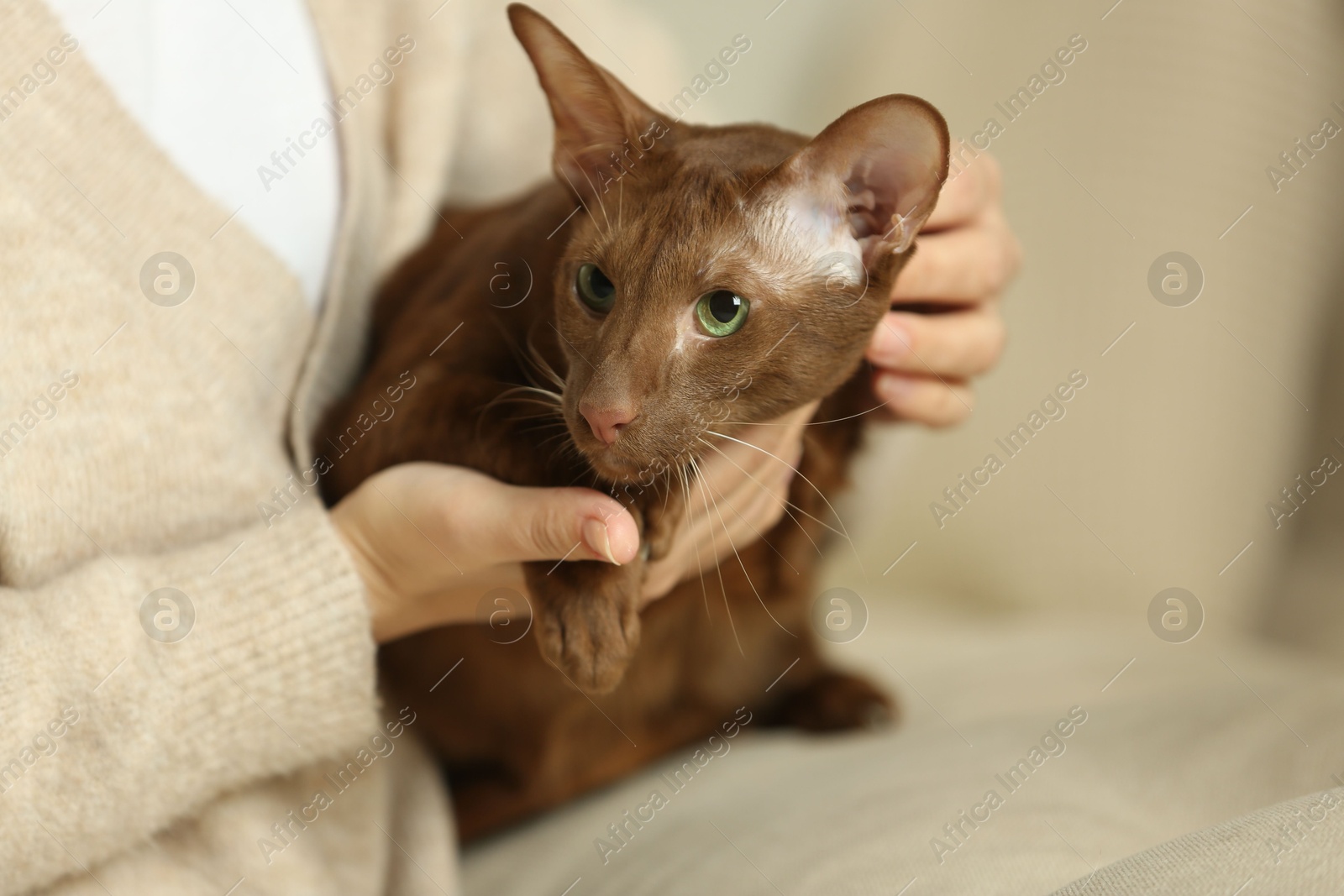 Photo of Woman with cute Oriental Shorthair cat at home, closeup. Adorable pet