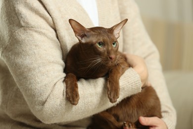 Photo of Woman with cute Oriental Shorthair cat at home, closeup. Adorable pet