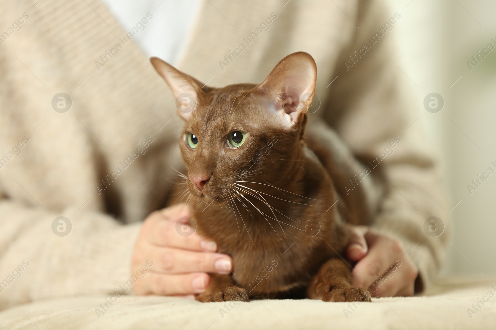 Photo of Woman with cute Oriental Shorthair cat at home, closeup. Adorable pet