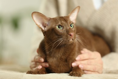 Photo of Woman with cute Oriental Shorthair cat at home, closeup. Adorable pet