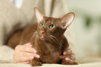 Photo of Woman with cute Oriental Shorthair cat at home, closeup. Adorable pet