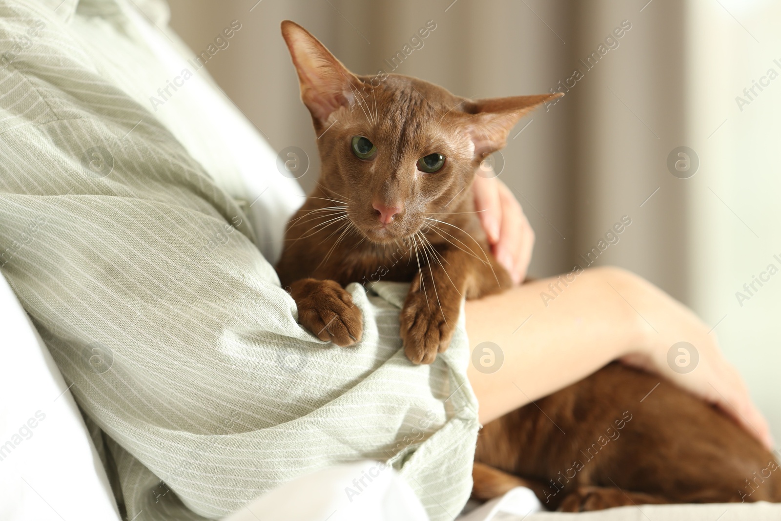 Photo of Woman with cute Oriental Shorthair cat at home, closeup. Adorable pet