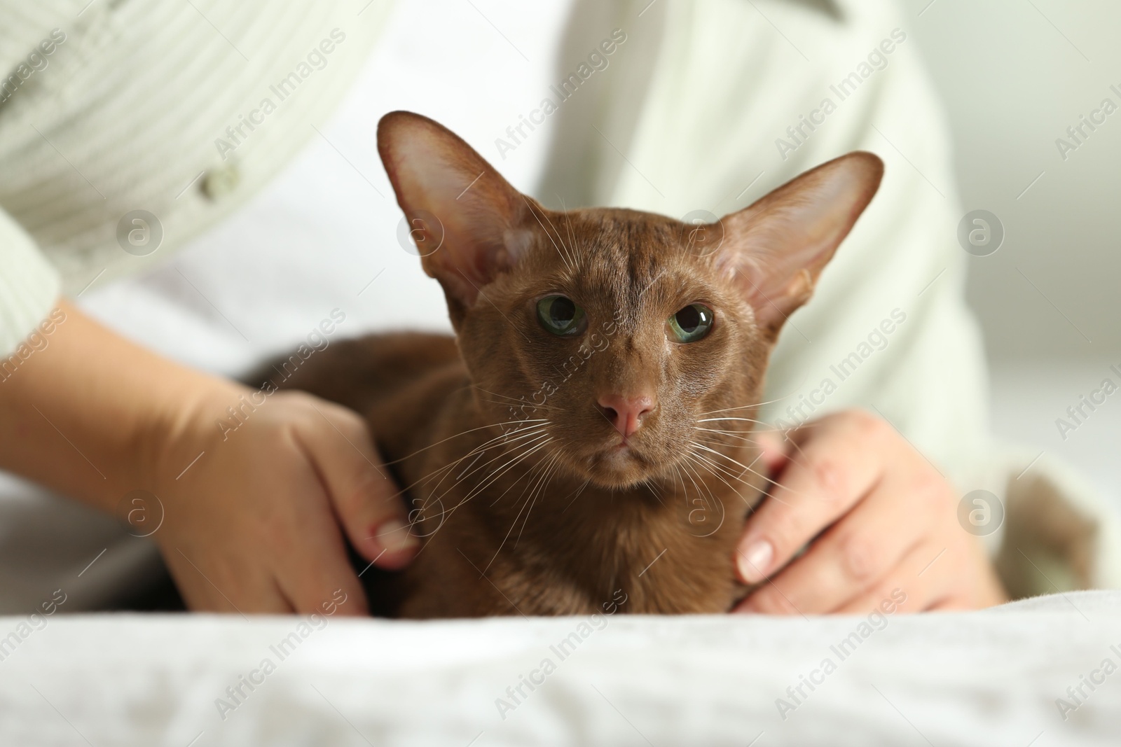 Photo of Woman with cute Oriental Shorthair cat at home, closeup. Adorable pet