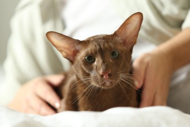 Photo of Woman with cute Oriental Shorthair cat at home, closeup. Adorable pet