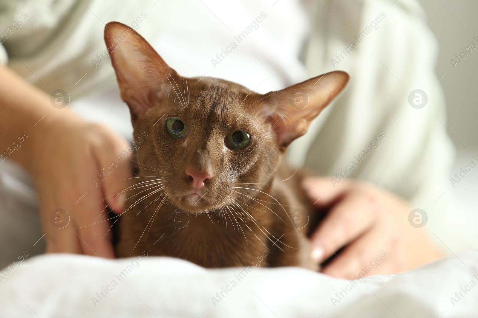 Photo of Woman with cute Oriental Shorthair cat at home, closeup. Adorable pet