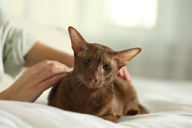 Photo of Woman stroking cute Oriental Shorthair cat at home, closeup. Adorable pet