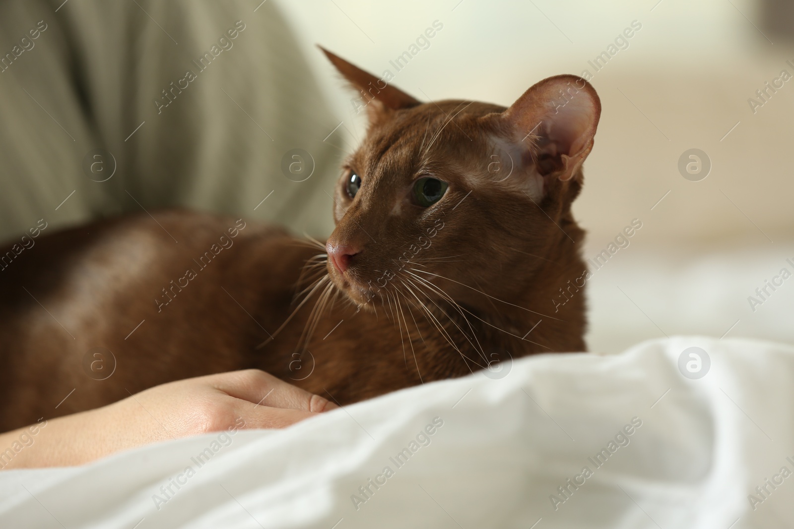 Photo of Woman with cute Oriental Shorthair cat at home, closeup. Adorable pet