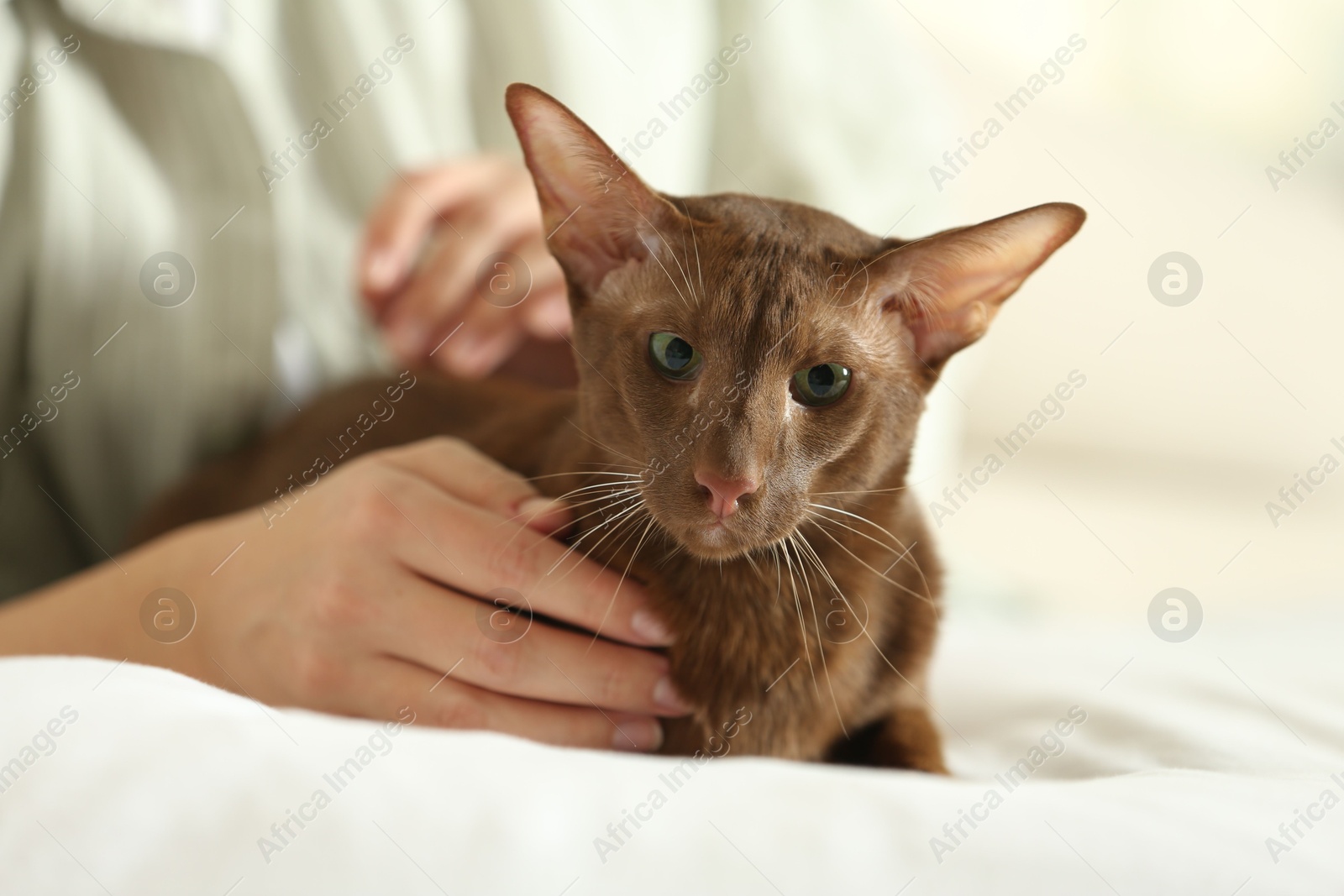 Photo of Woman stroking cute Oriental Shorthair cat at home, closeup. Adorable pet