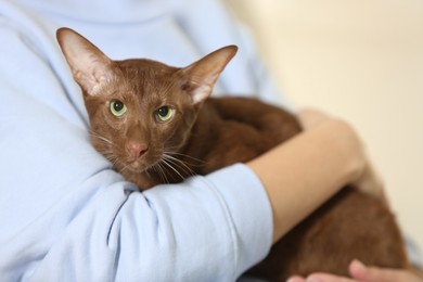 Photo of Woman with cute Oriental Shorthair cat at home, closeup. Adorable pet