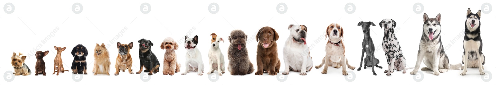 Image of Adorable dogs of different sizes in row on white background, from smallest to largest