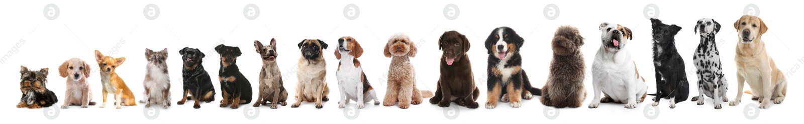 Image of Adorable dogs of different sizes in row on white background, from smallest to largest