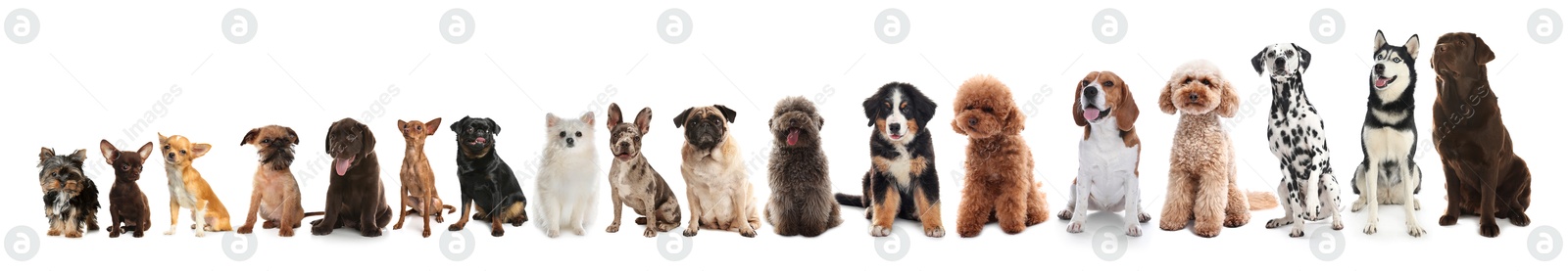 Image of Adorable dogs of different sizes in row on white background, from smallest to largest