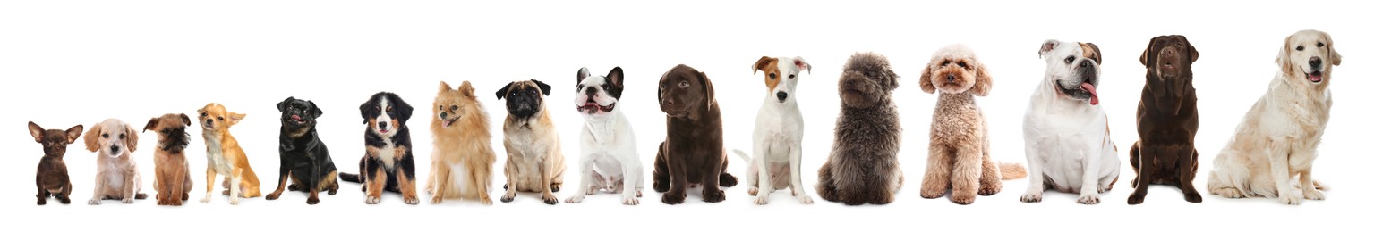 Image of Row of different dogs from smallest to largest on white background, collage