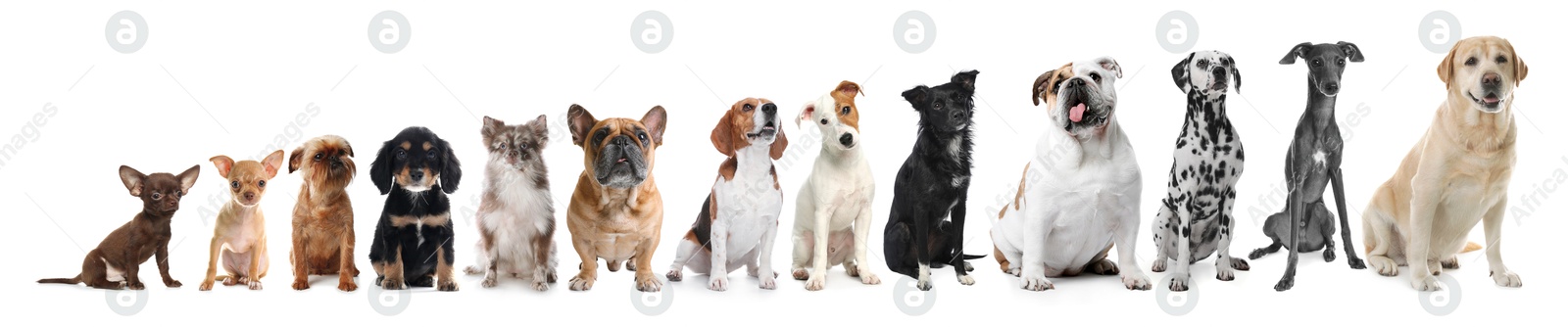 Image of Row of different dogs from smallest to largest on white background, collage