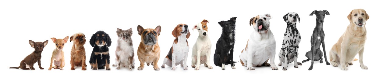 Image of Row of different dogs from smallest to largest on white background, collage