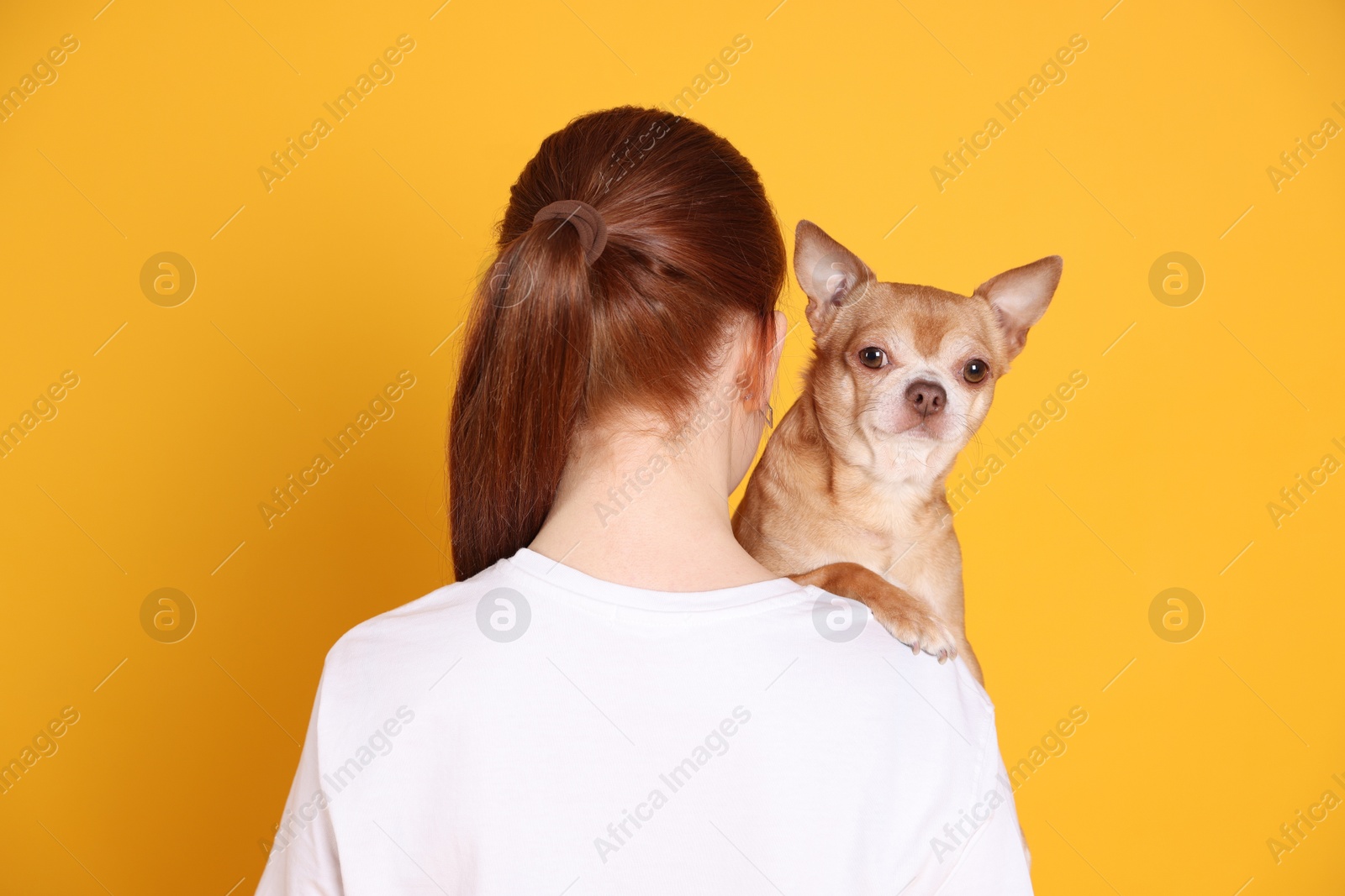 Photo of Teenage girl with her cute Chihuahua dog on yellow background, back view