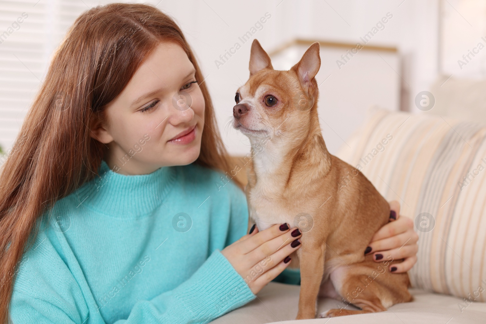 Photo of Teenage girl with her cute Chihuahua dog on sofa at home