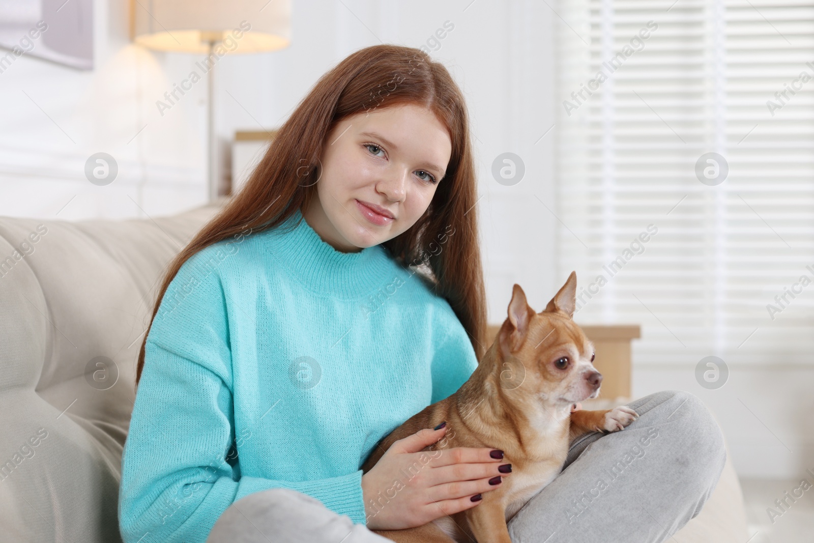 Photo of Teenage girl with her cute Chihuahua dog on sofa at home