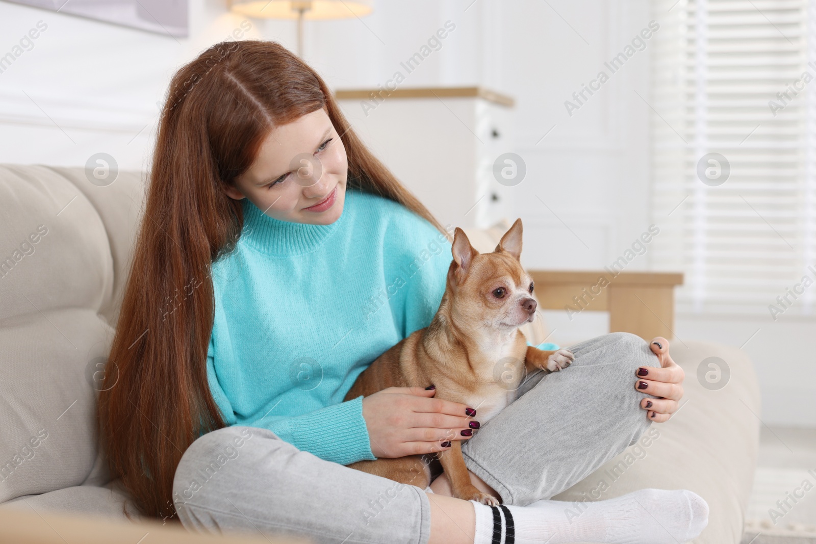 Photo of Teenage girl with her cute Chihuahua dog on sofa at home