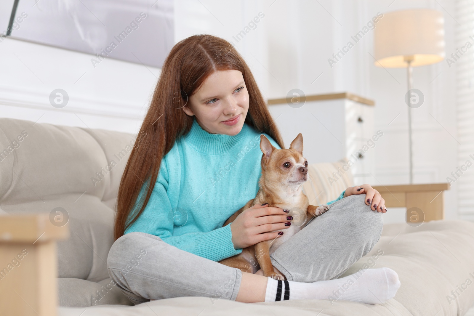 Photo of Teenage girl with her cute Chihuahua dog on sofa at home