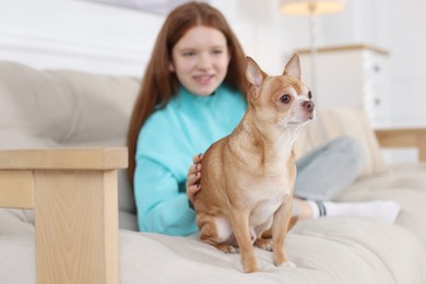 Photo of Teenage girl with her cute Chihuahua dog on sofa at home, selective focus