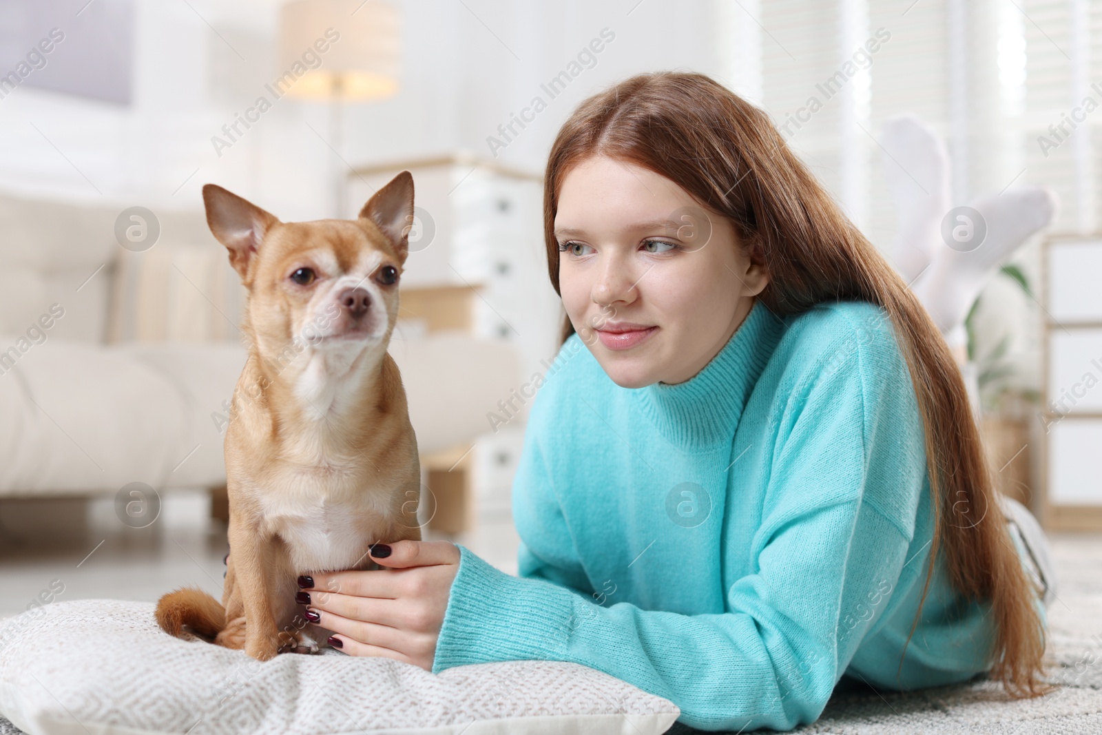 Photo of Teenage girl with her cute Chihuahua dog at home