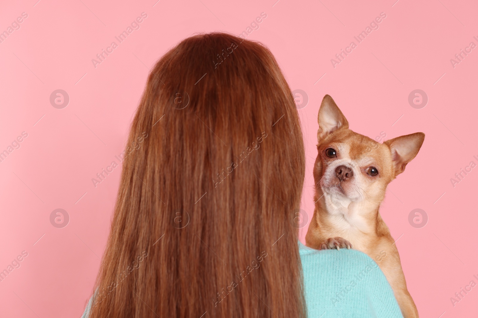 Photo of Teenage girl with her cute Chihuahua dog on pink background