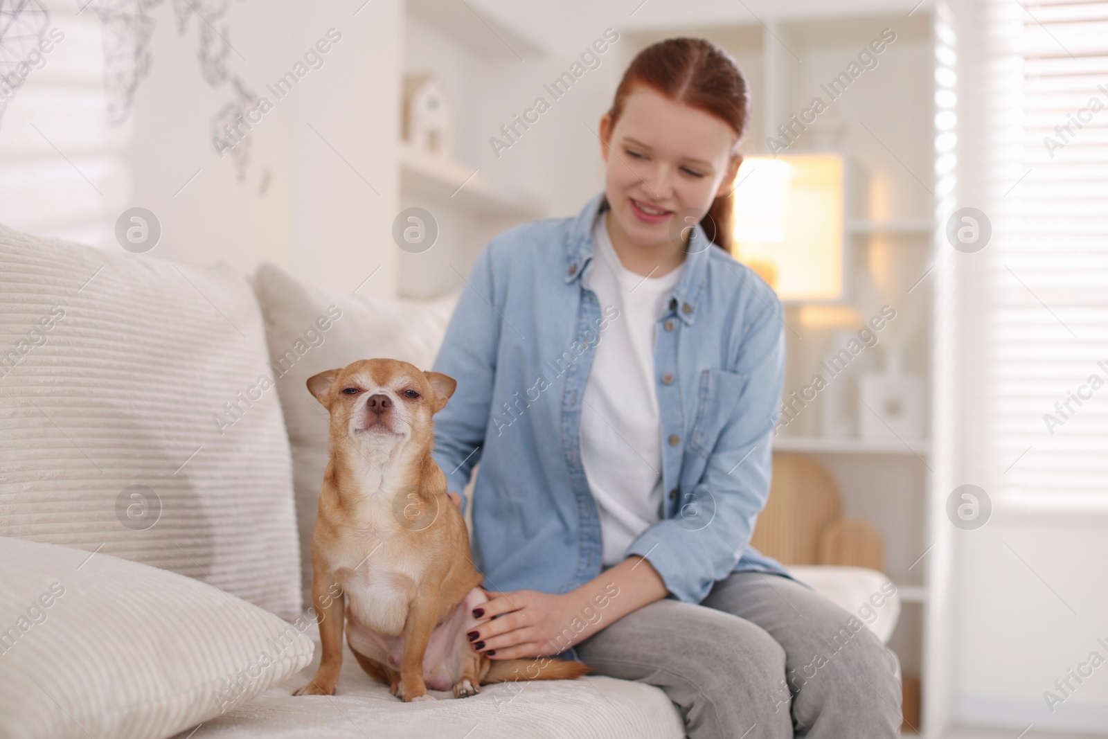 Photo of Teenage girl with her cute Chihuahua dog on sofa at home, selective focus