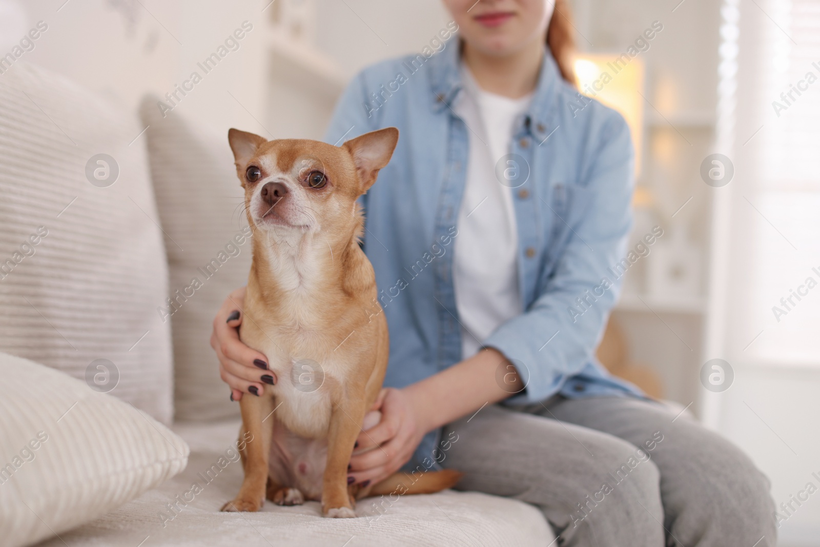 Photo of Teenage girl with her cute Chihuahua dog on sofa at home, closeup