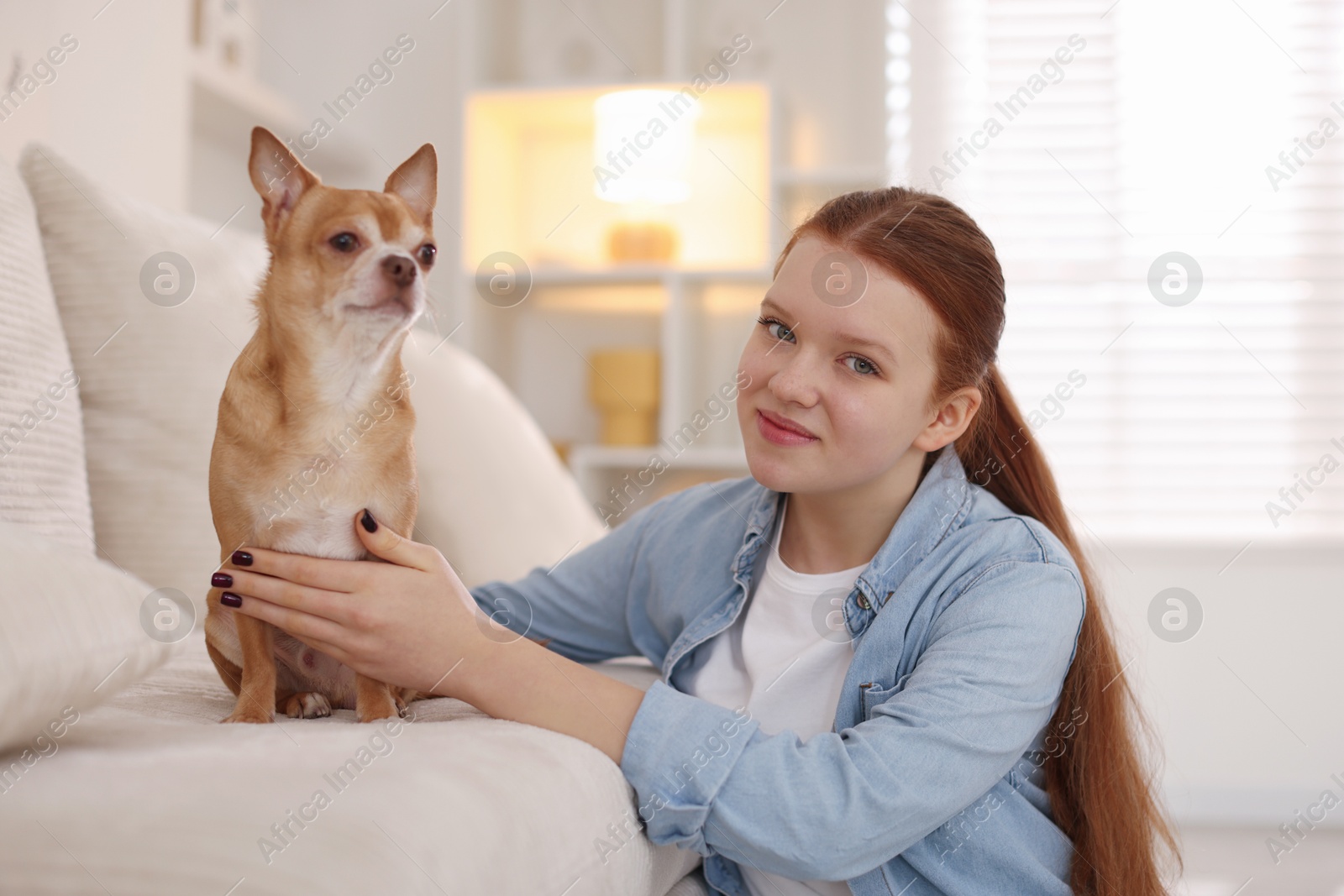 Photo of Teenage girl with her cute Chihuahua dog on sofa at home