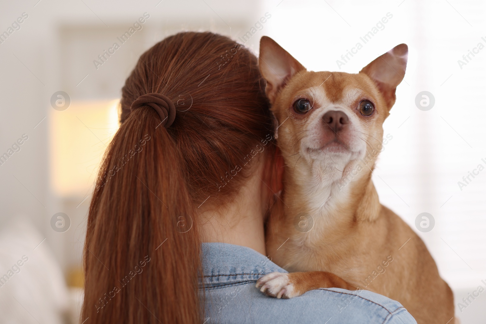 Photo of Teenage girl with her cute Chihuahua dog at home, back view