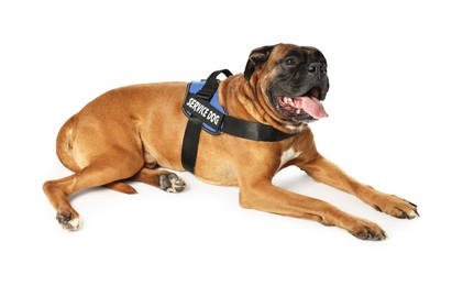 Photo of Cute service dog in vest on white background