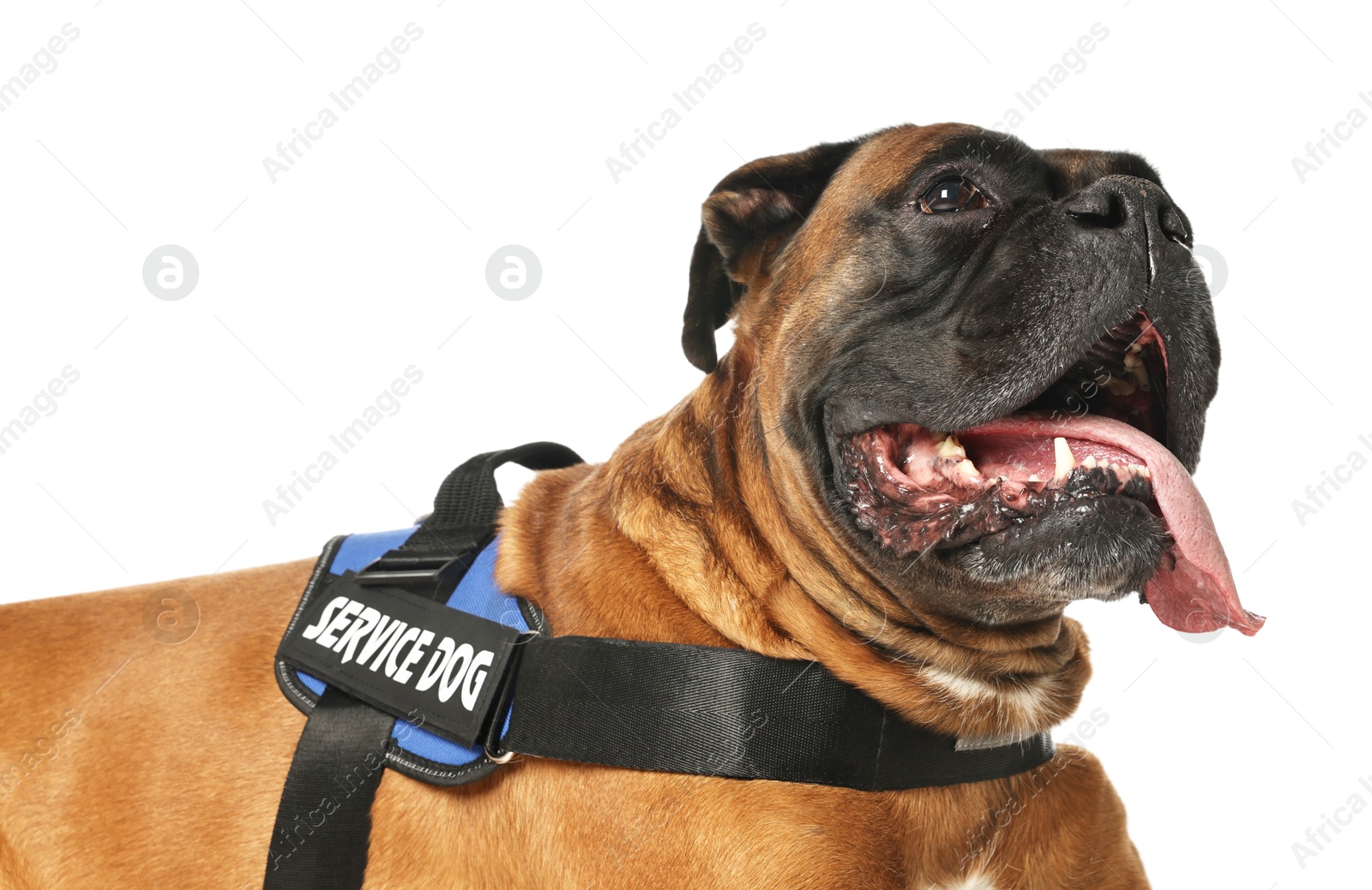 Photo of Cute service dog in vest on white background