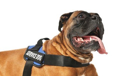 Photo of Cute service dog in vest on white background